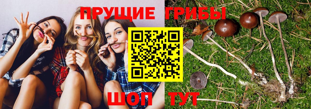 Псилоцибиновые грибы мухоморы  Псилоцибиновые грибы Magic Shrooms  где можно купить наркотик  Дербент 